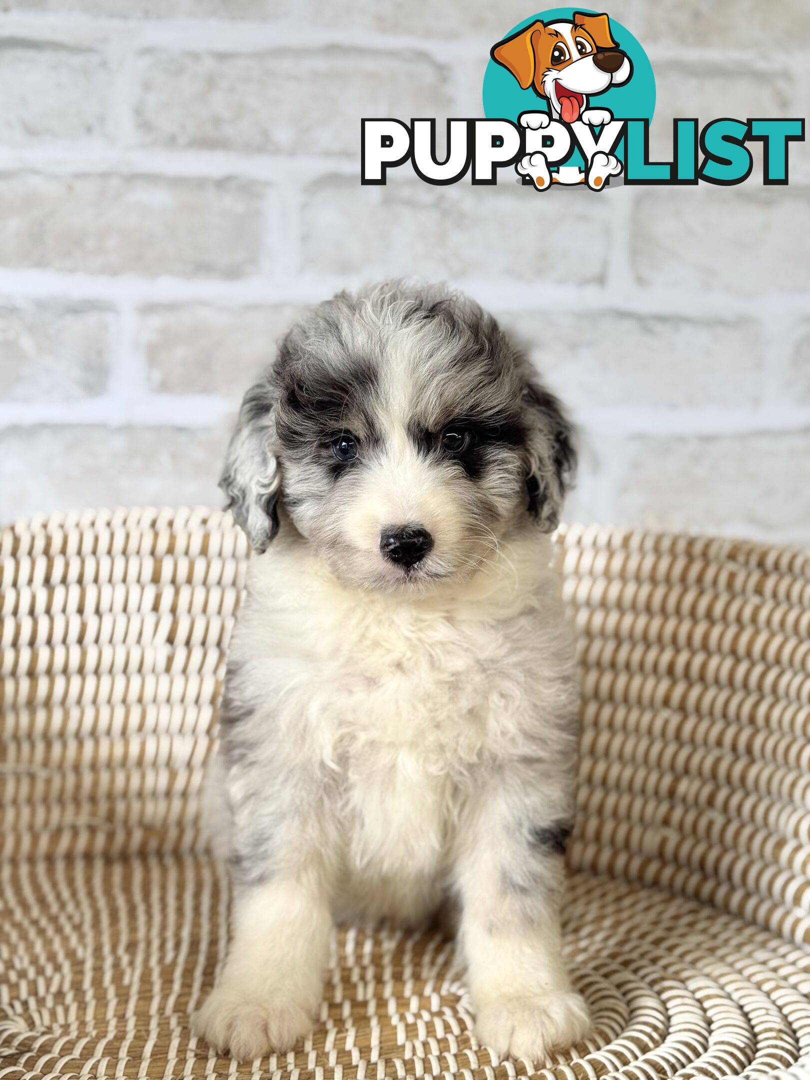 F1 Standard AussieDoodle Puppies