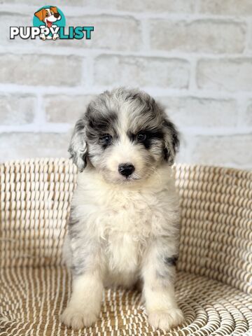 F1 Standard AussieDoodle Puppies