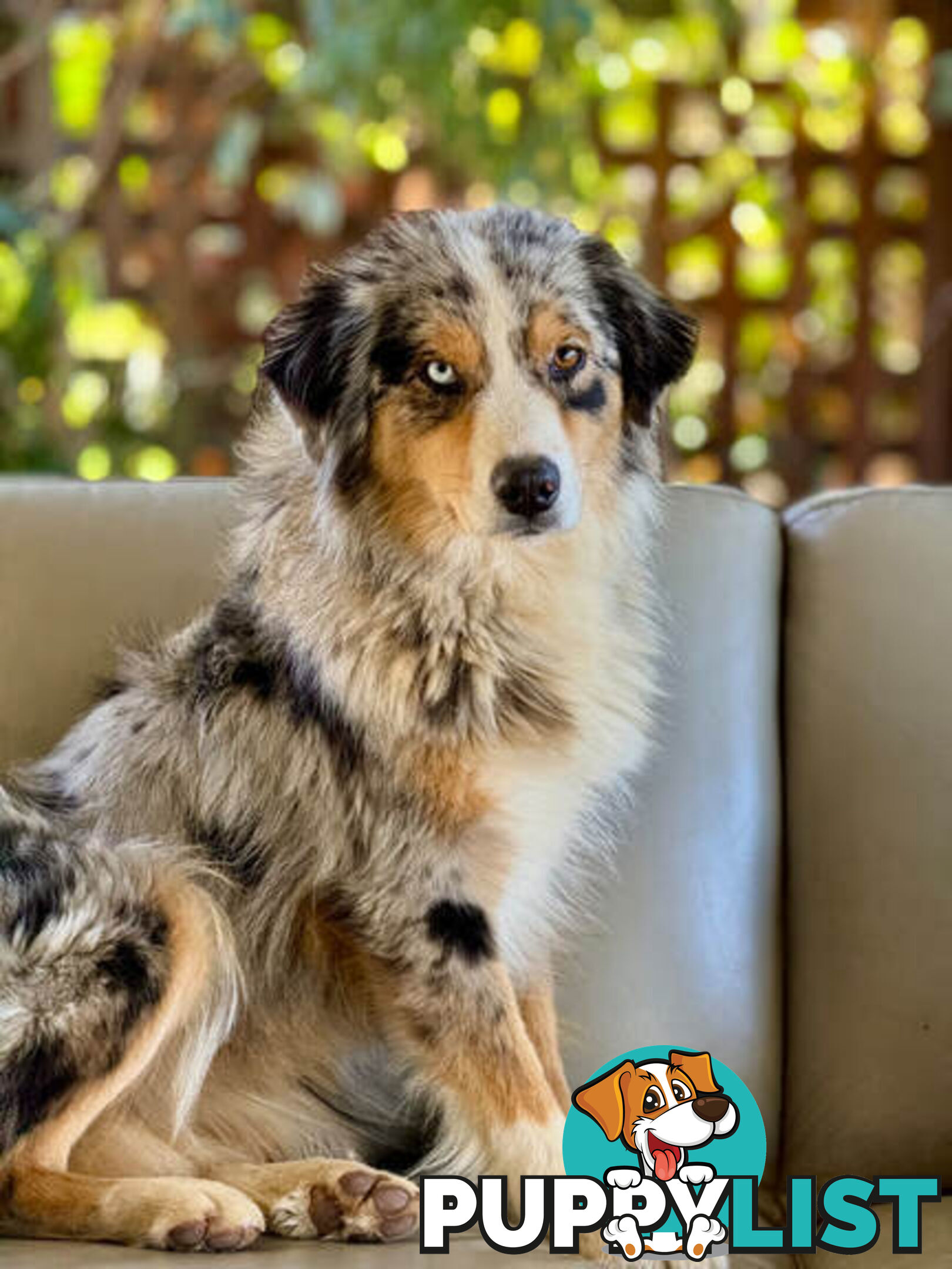 F1 Standard AussieDoodle Puppies