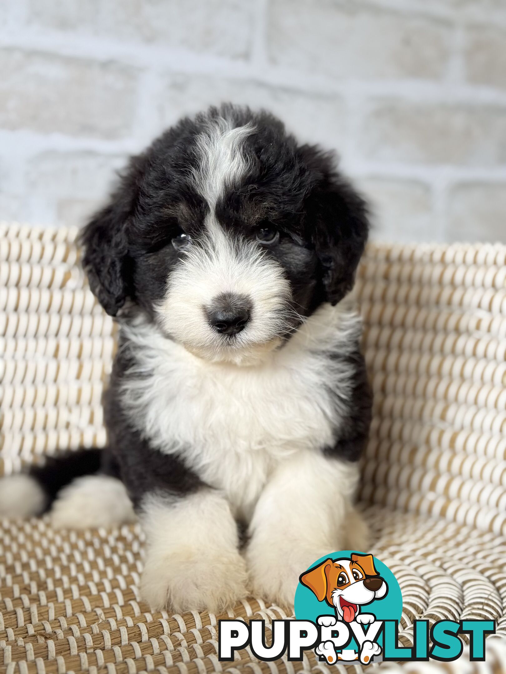 F1 Standard AussieDoodle Puppies