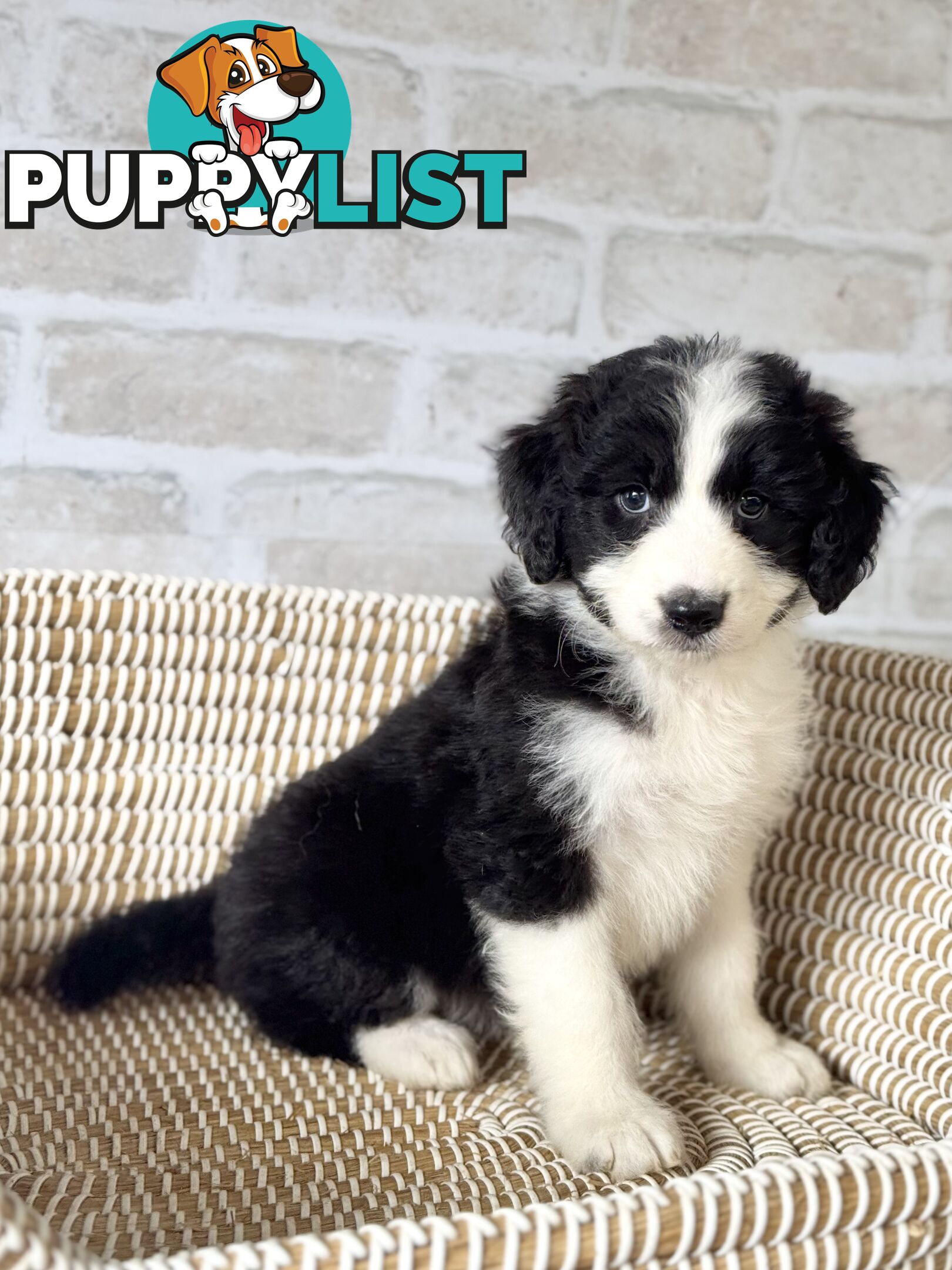 F1 Standard AussieDoodle Puppies