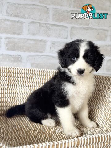 F1 Standard AussieDoodle Puppies