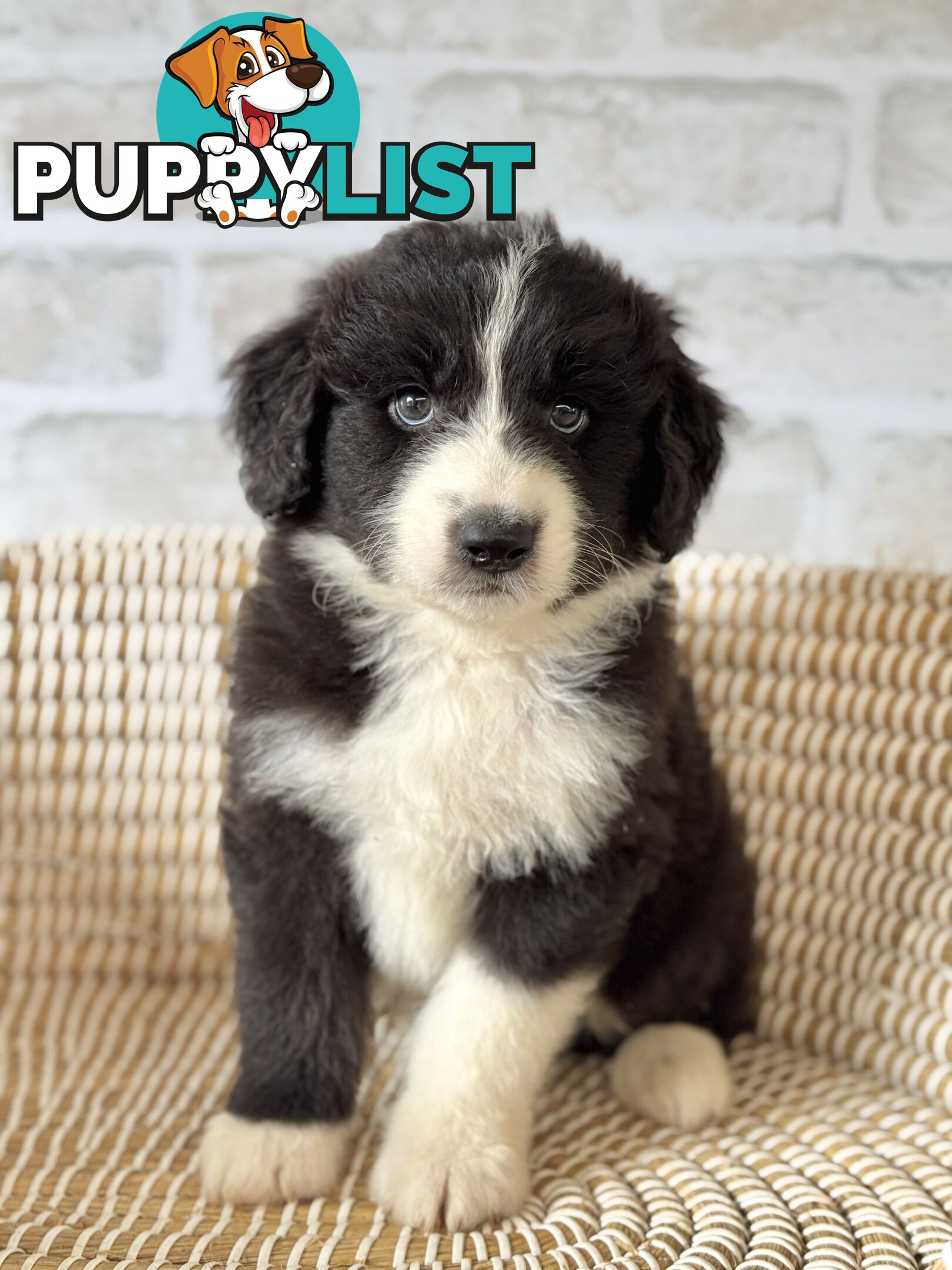 F1 Standard AussieDoodle Puppies