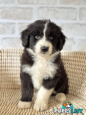 F1 Standard AussieDoodle Puppies