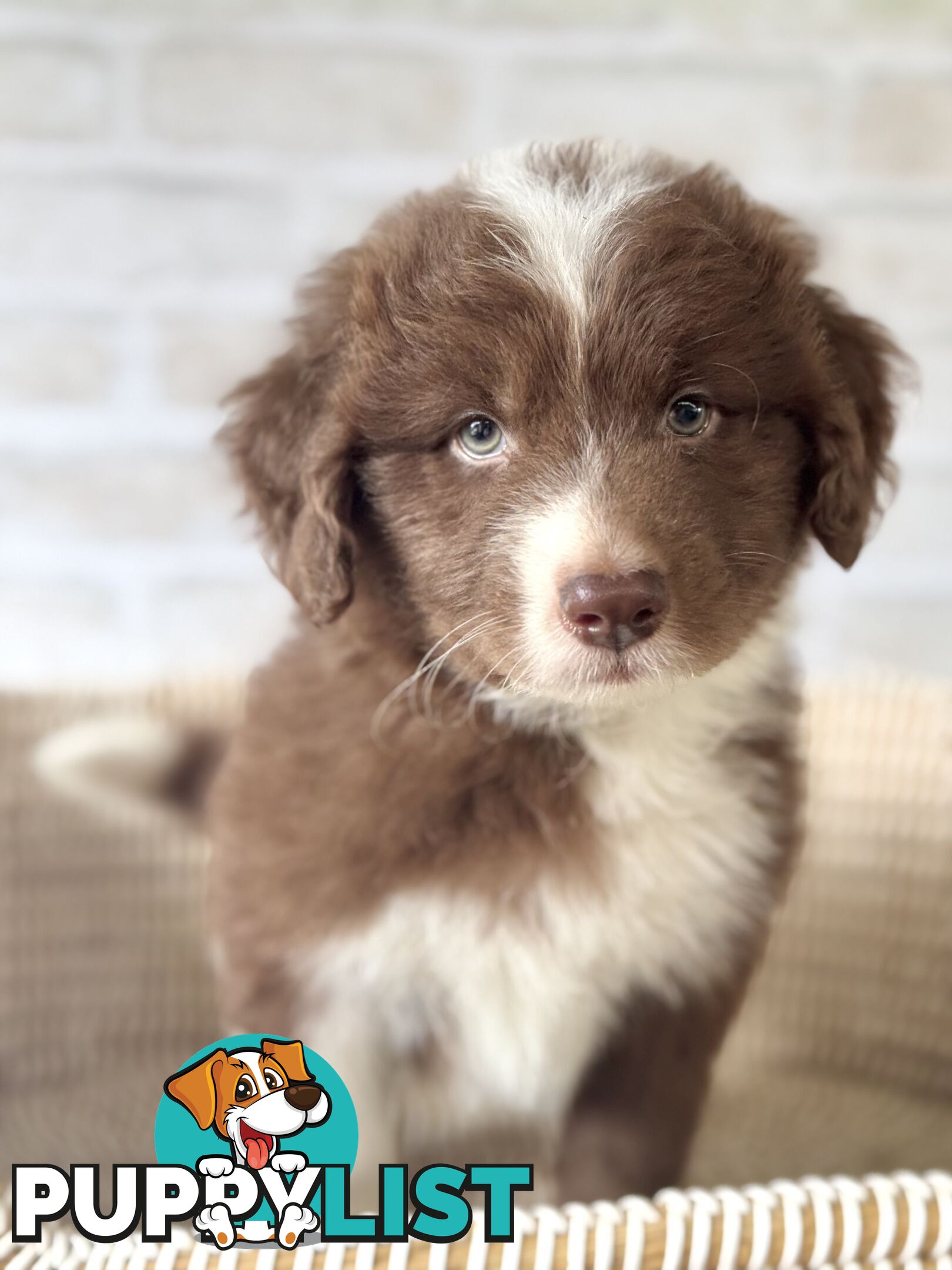 F1 Standard AussieDoodle Puppies