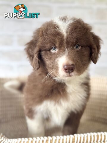 F1 Standard AussieDoodle Puppies