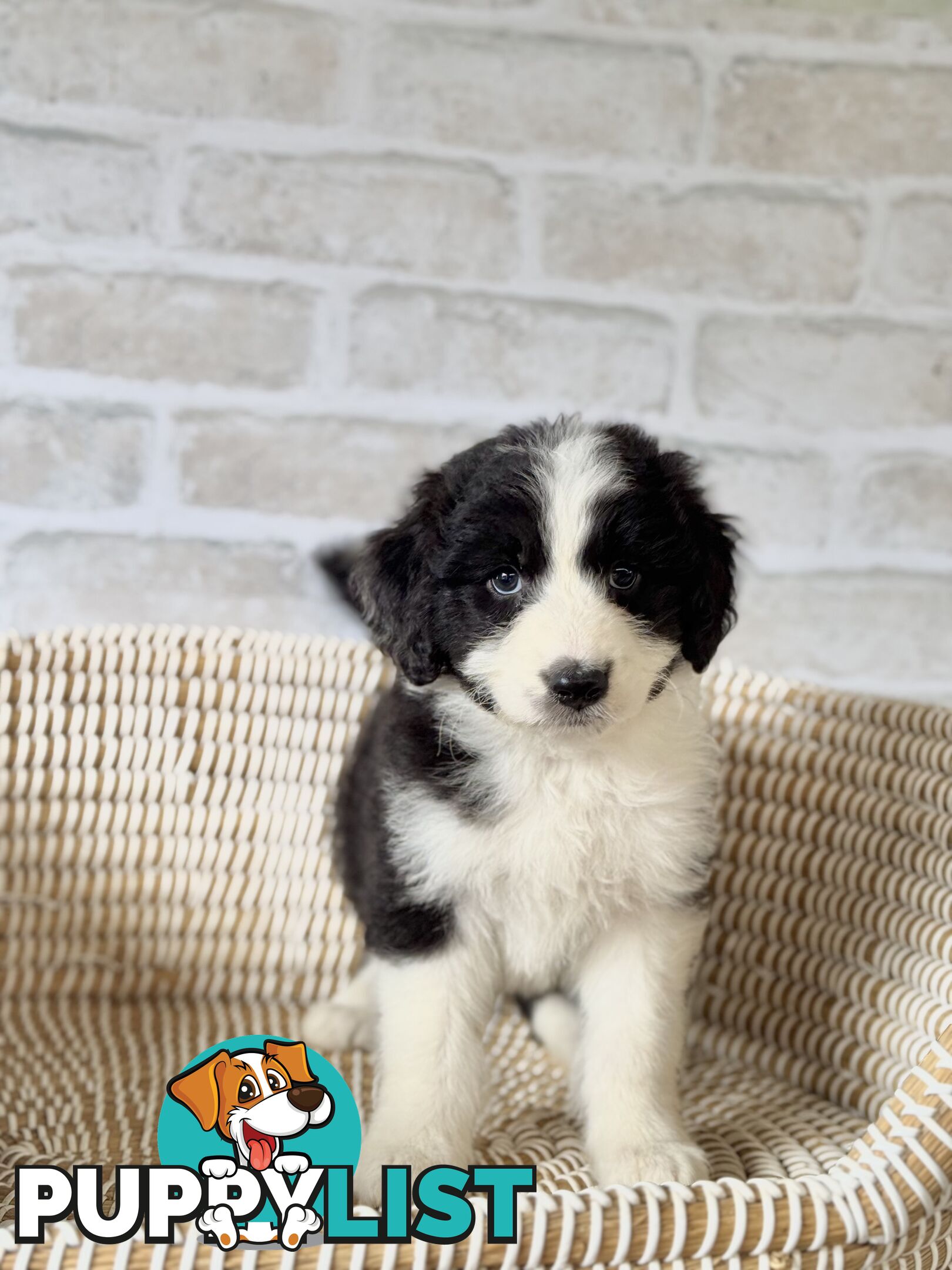 F1 Standard AussieDoodle Puppies