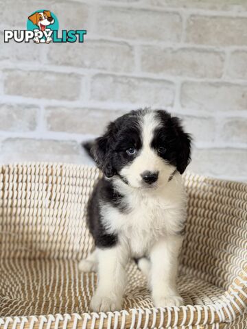 F1 Standard AussieDoodle Puppies