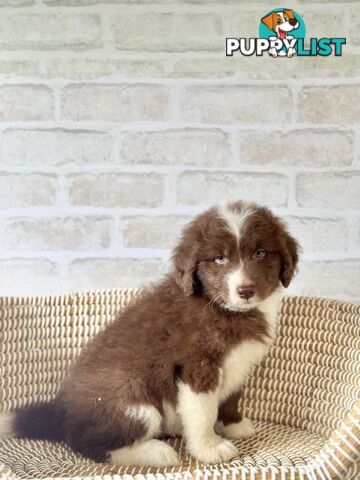 F1 Standard AussieDoodle Puppies