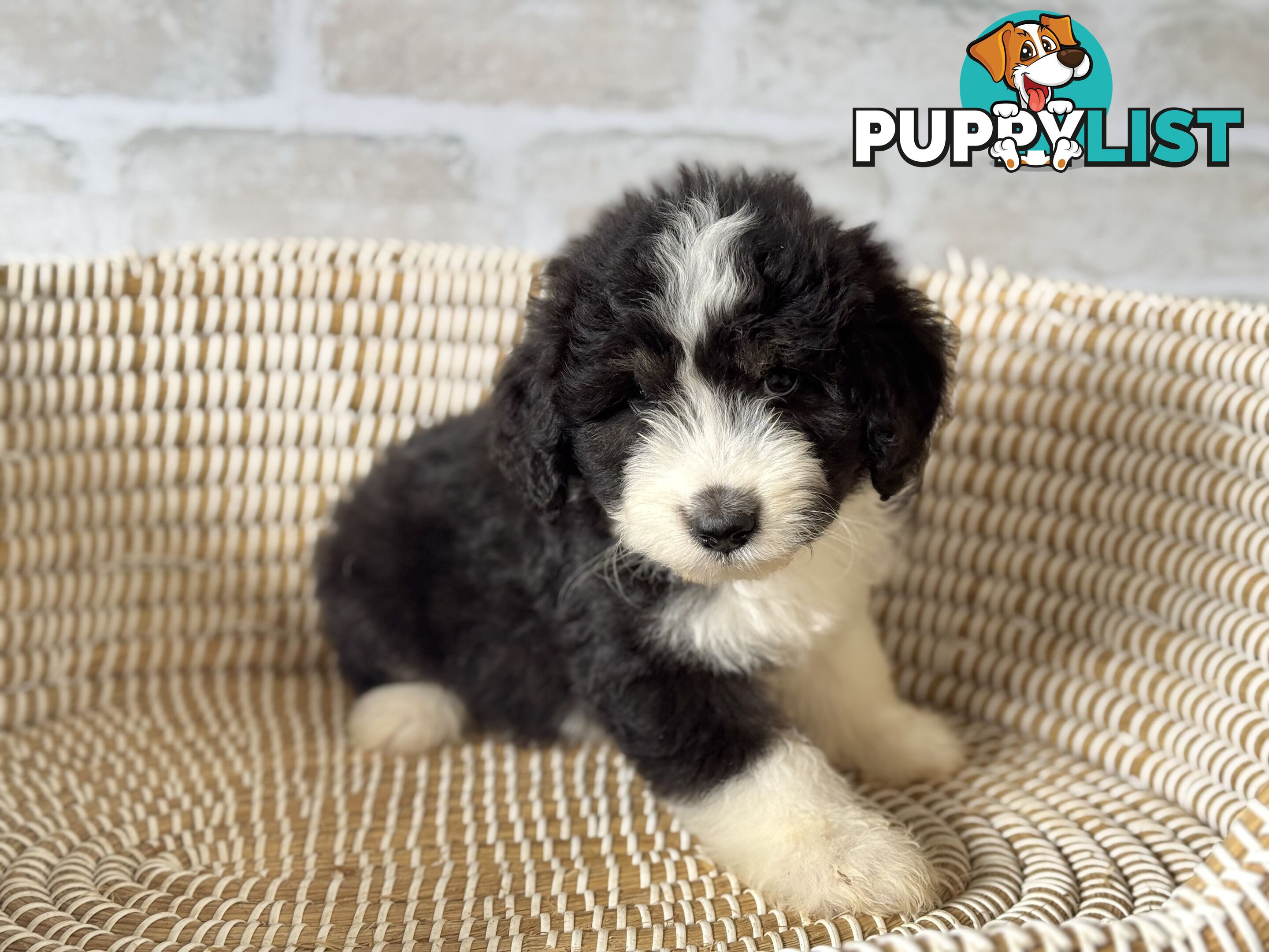 F1 Standard AussieDoodle Puppies