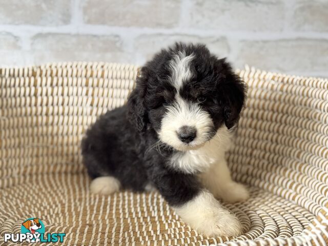 F1 Standard AussieDoodle Puppies