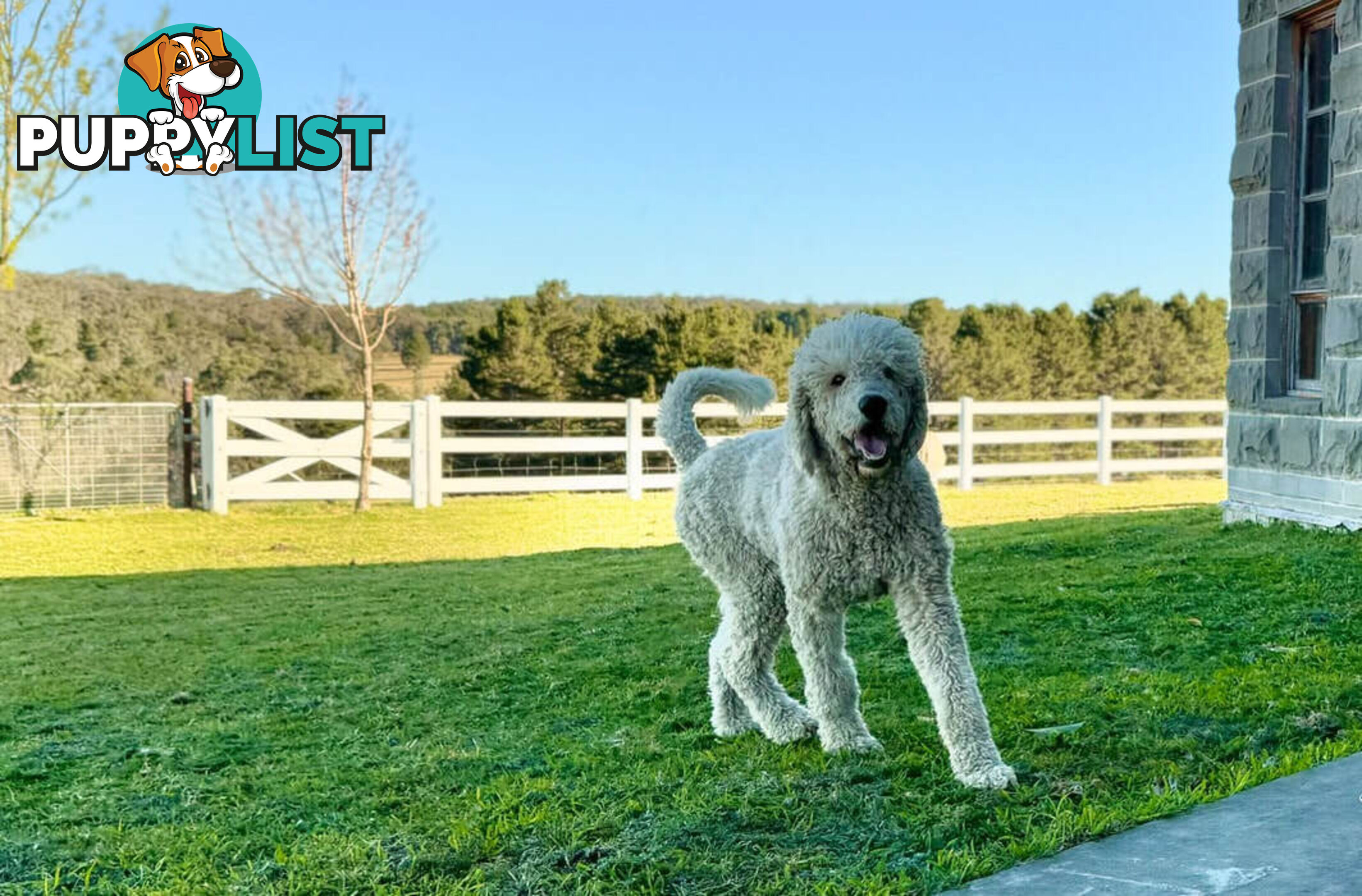 F1 Standard AussieDoodle Puppies