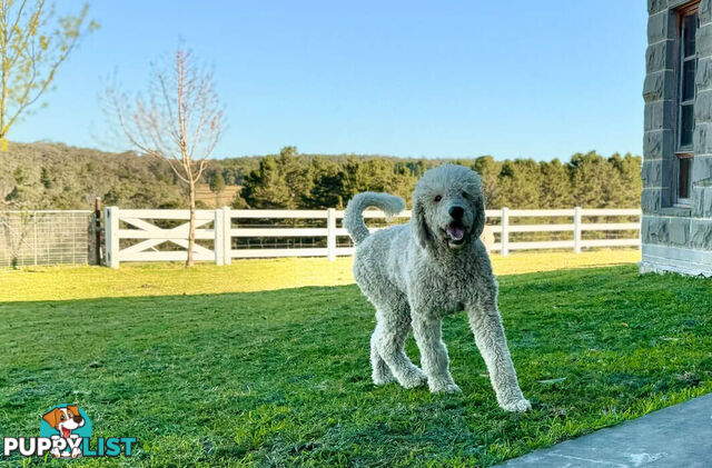 F1 Standard AussieDoodle Puppies