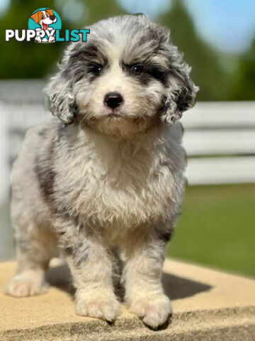 F1 Standard AussieDoodle Puppies