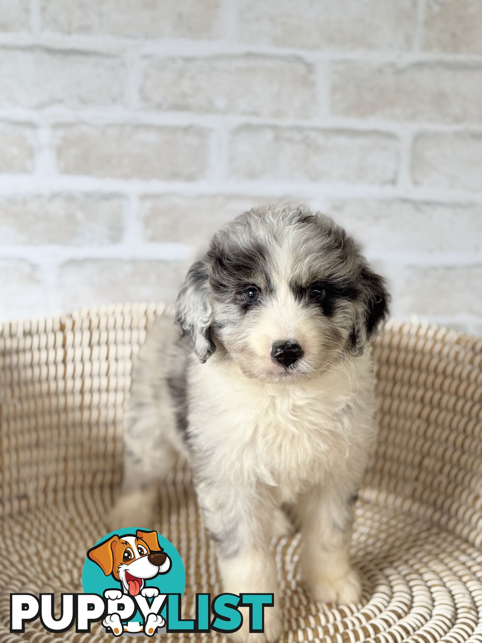 F1 Standard AussieDoodle Puppies