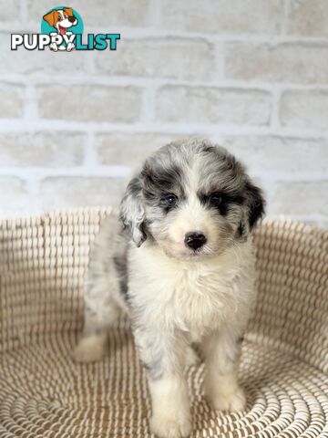 F1 Standard AussieDoodle Puppies