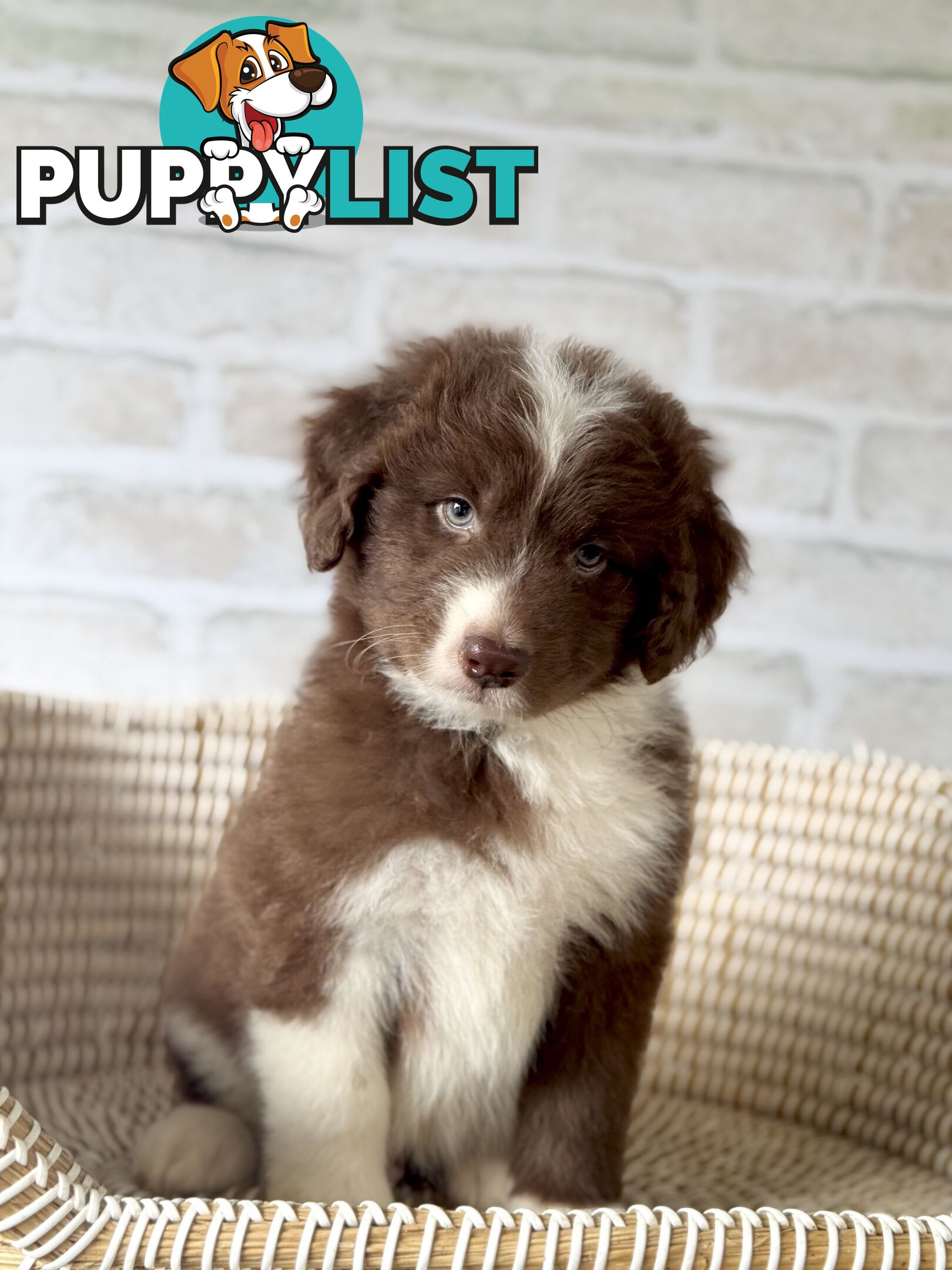 F1 Standard AussieDoodle Puppies