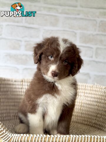 F1 Standard AussieDoodle Puppies