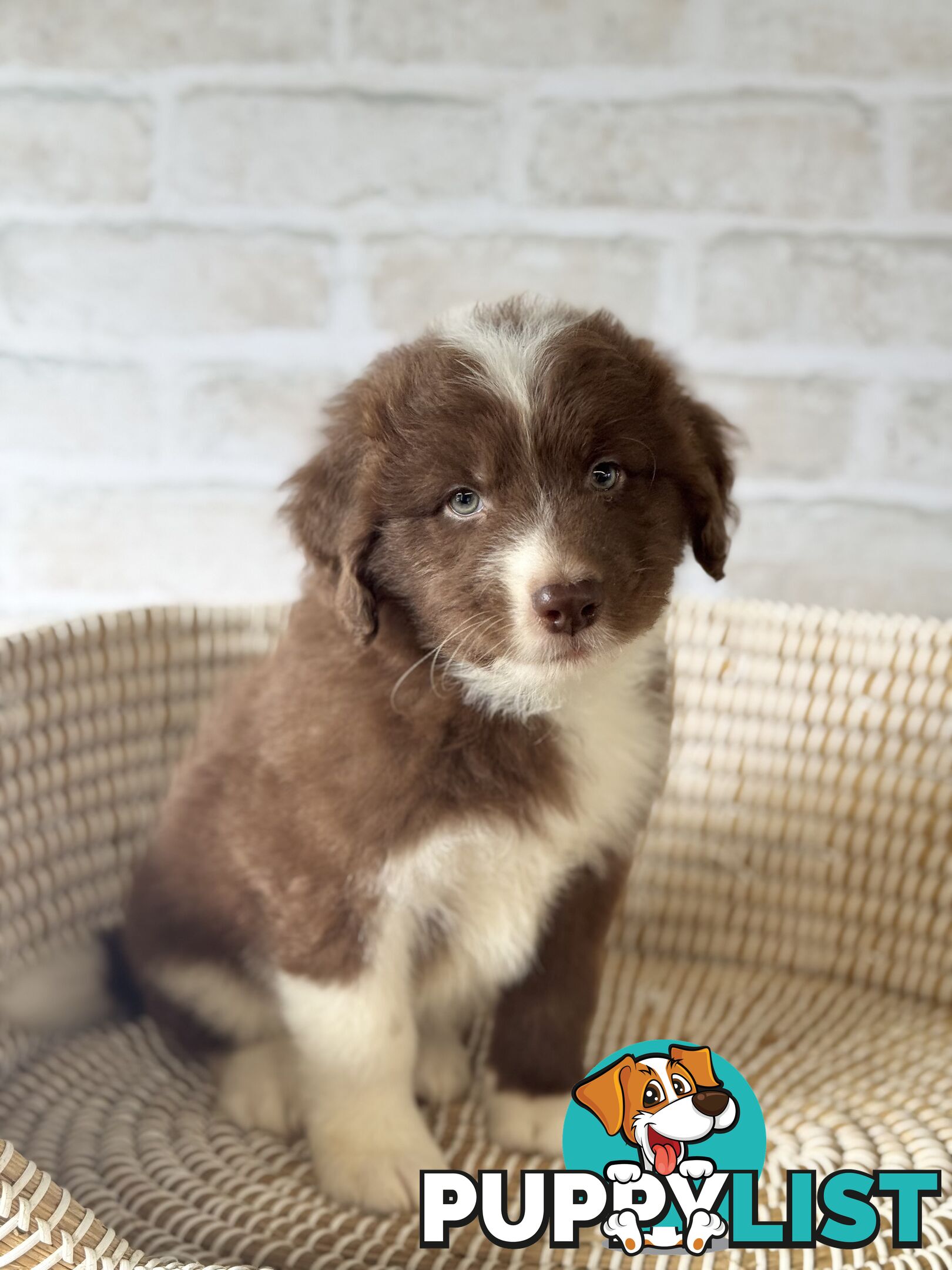 F1 Standard AussieDoodle Puppies