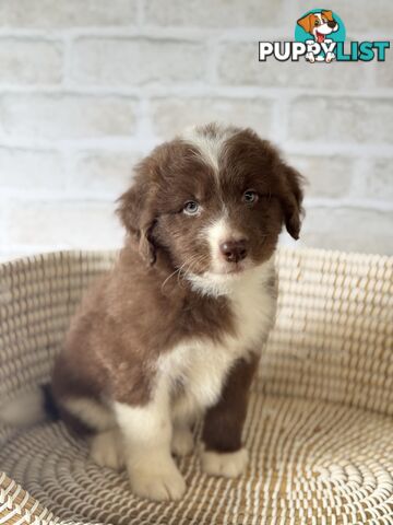 F1 Standard AussieDoodle Puppies