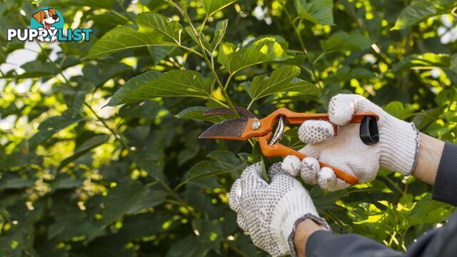 Pruning Shears