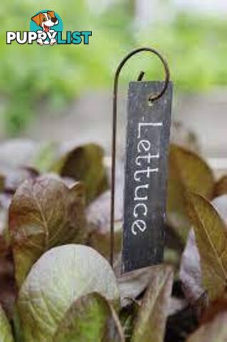 Plant Labels