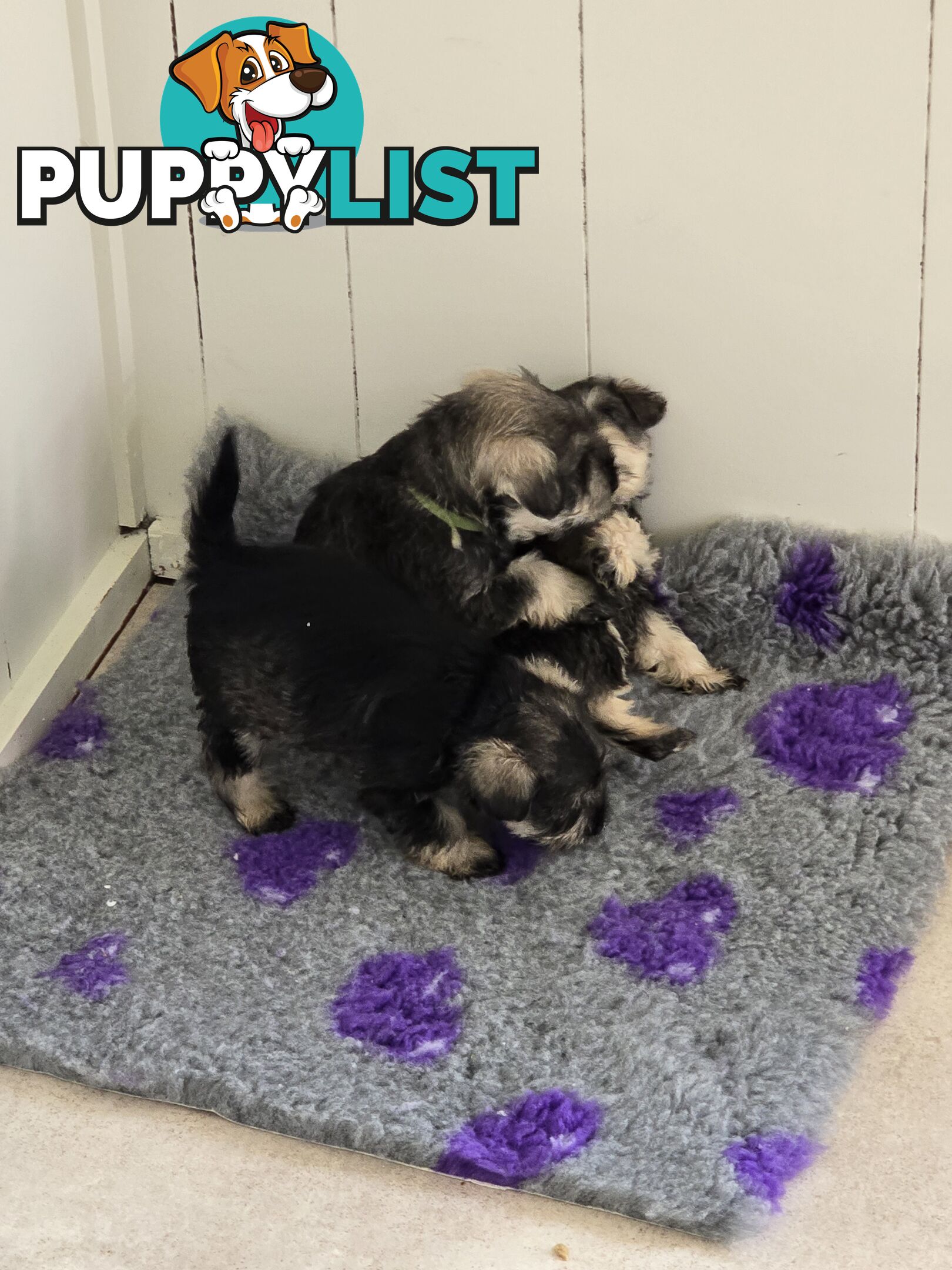 Miniature Schnauzer Puppies