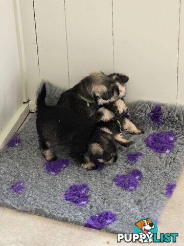 Miniature Schnauzer Puppies