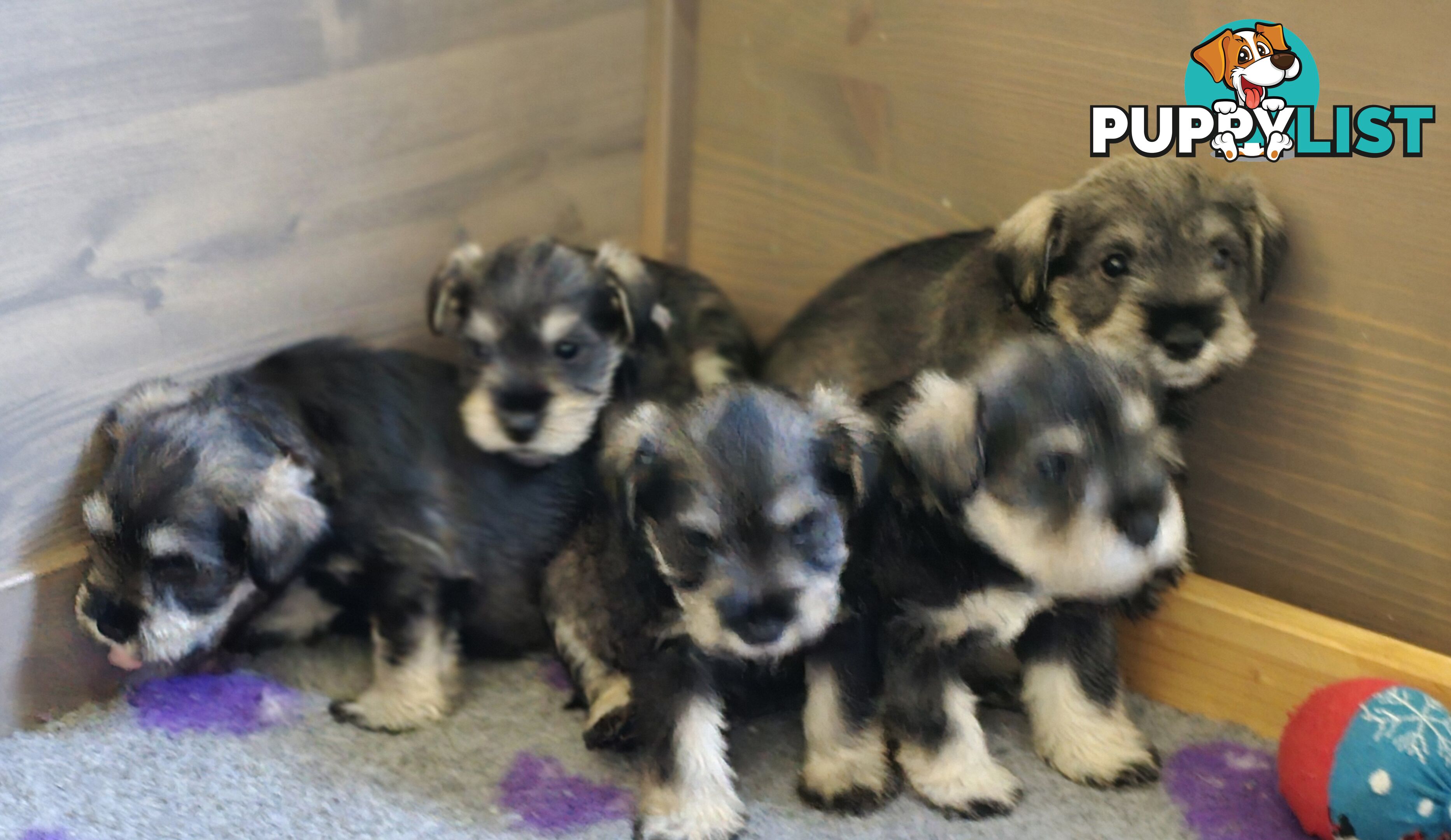 Miniature Schnauzer Puppies