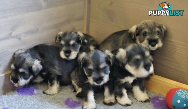 Miniature Schnauzer Puppies