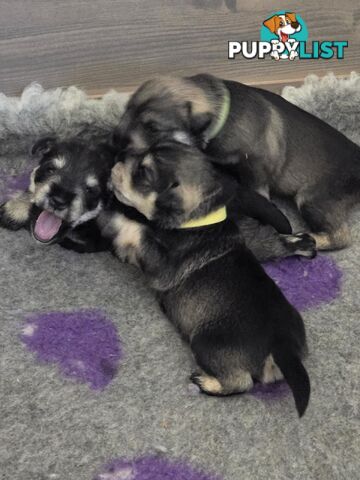 Miniature Schnauzer Puppies