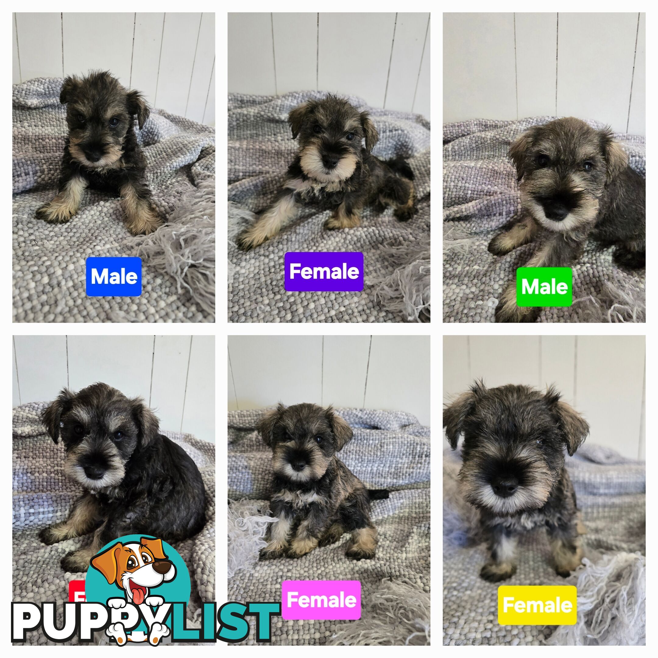 Miniature Schnauzer Puppies