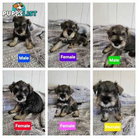 Miniature Schnauzer Puppies