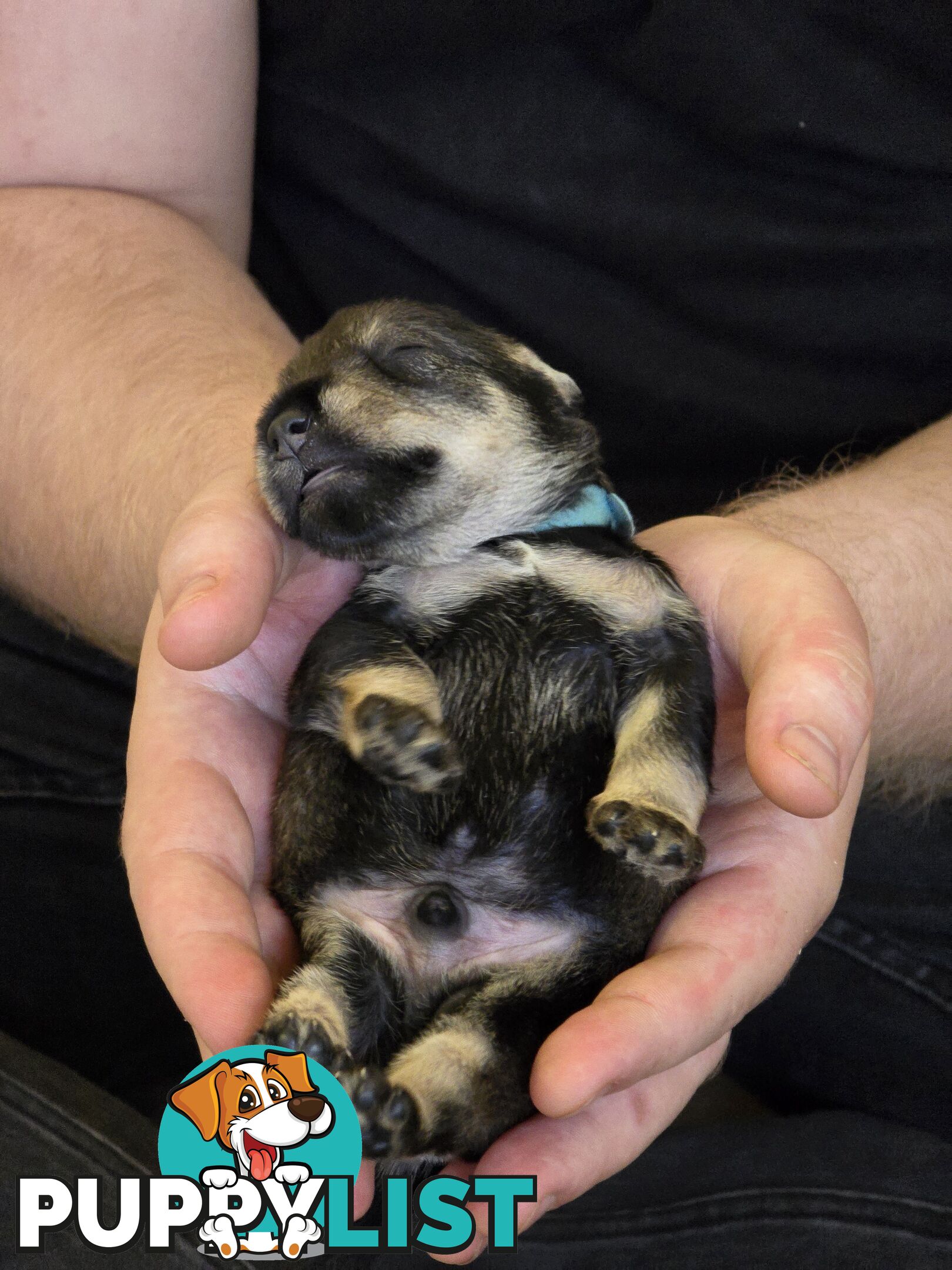 Miniature Schnauzer Puppies