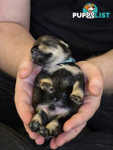 Miniature Schnauzer Puppies