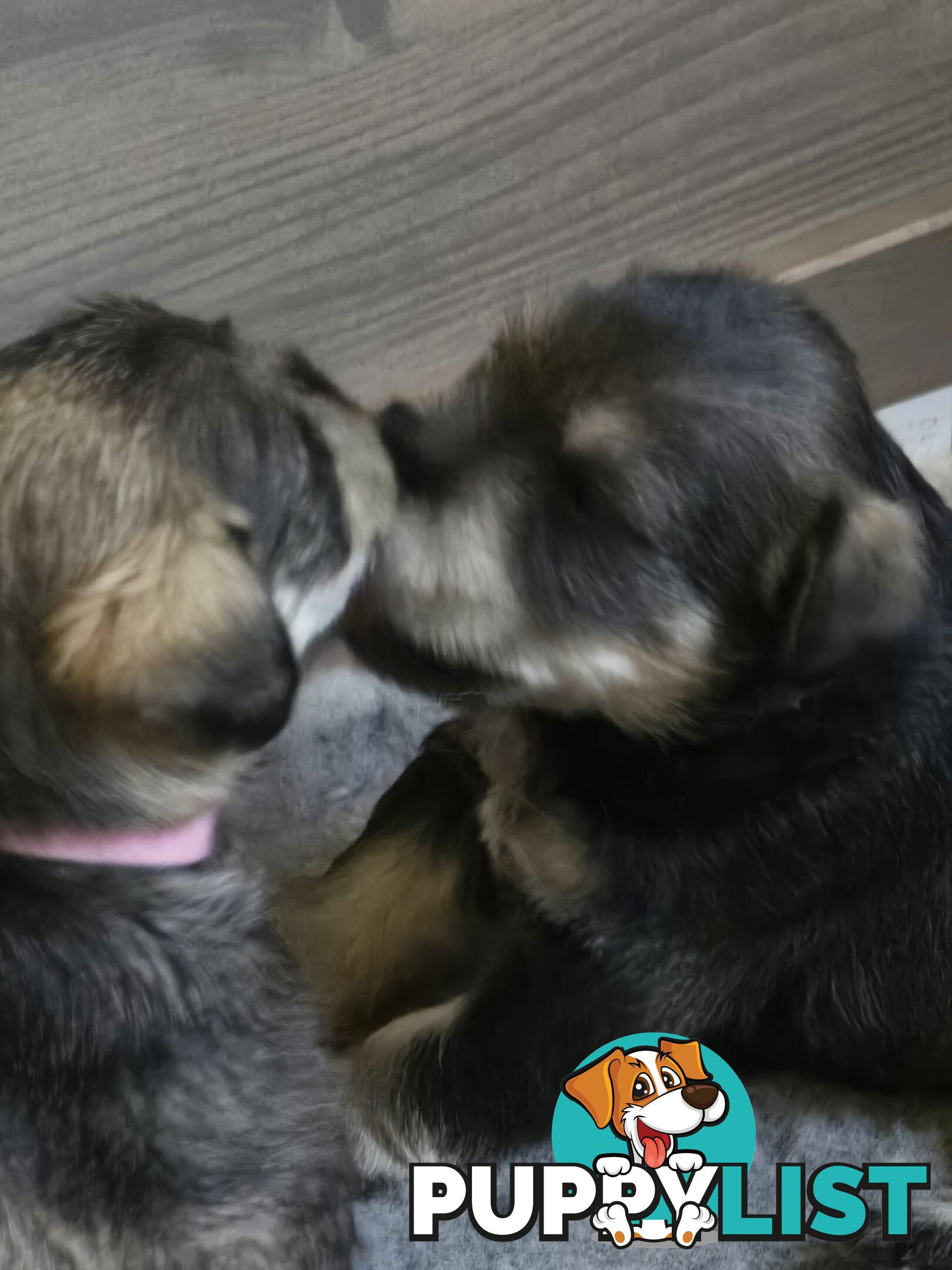 Miniature Schnauzer Puppies