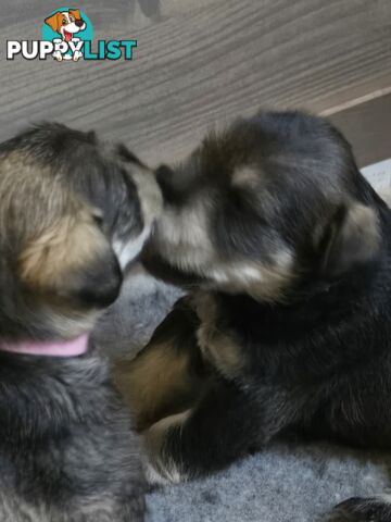 Miniature Schnauzer Puppies