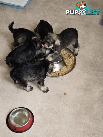 Miniature Schnauzer Puppies