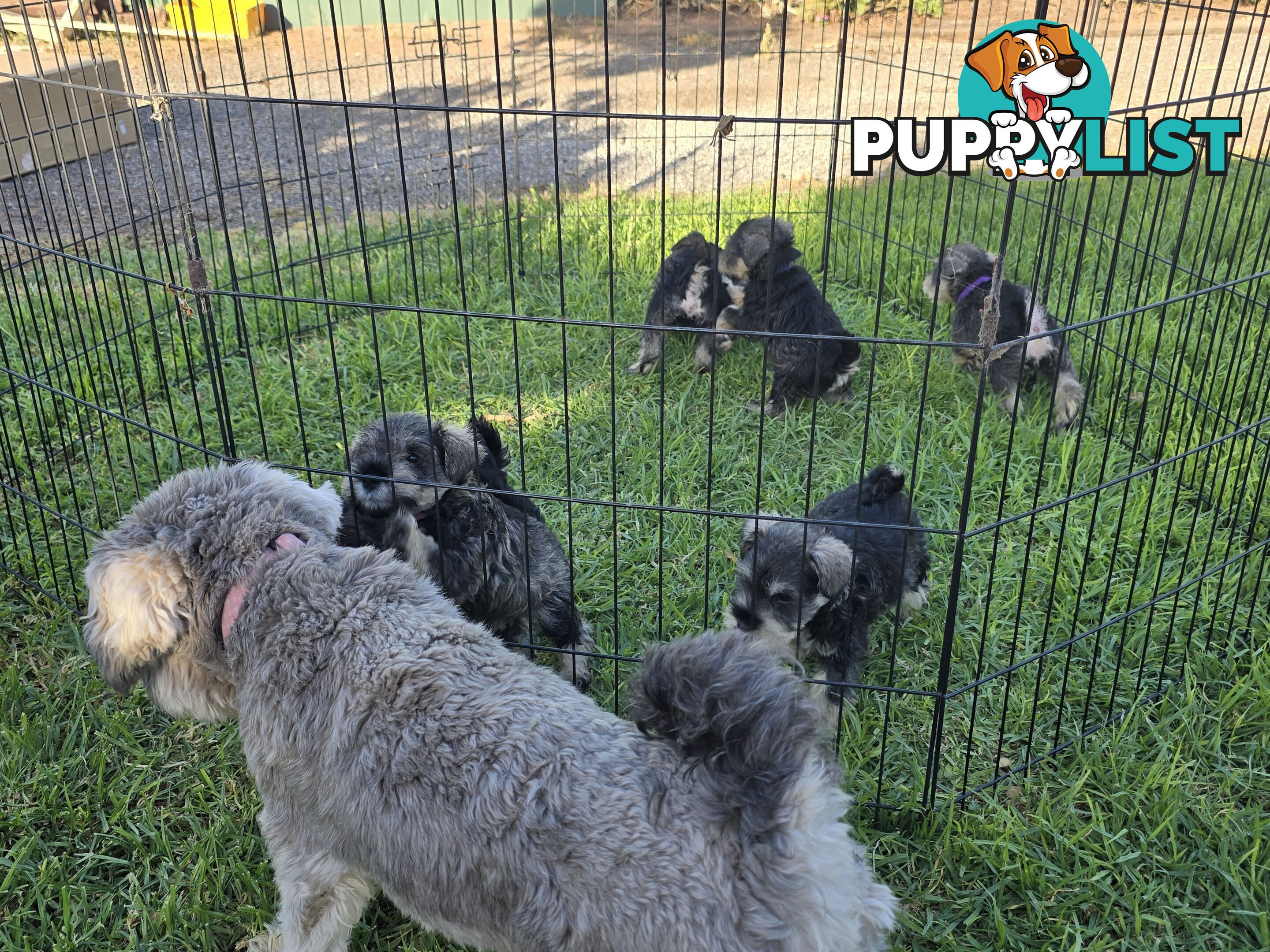 Miniature Schnauzer Puppies