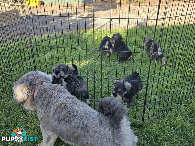 Miniature Schnauzer Puppies