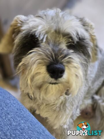 Miniature Schnauzer Puppies