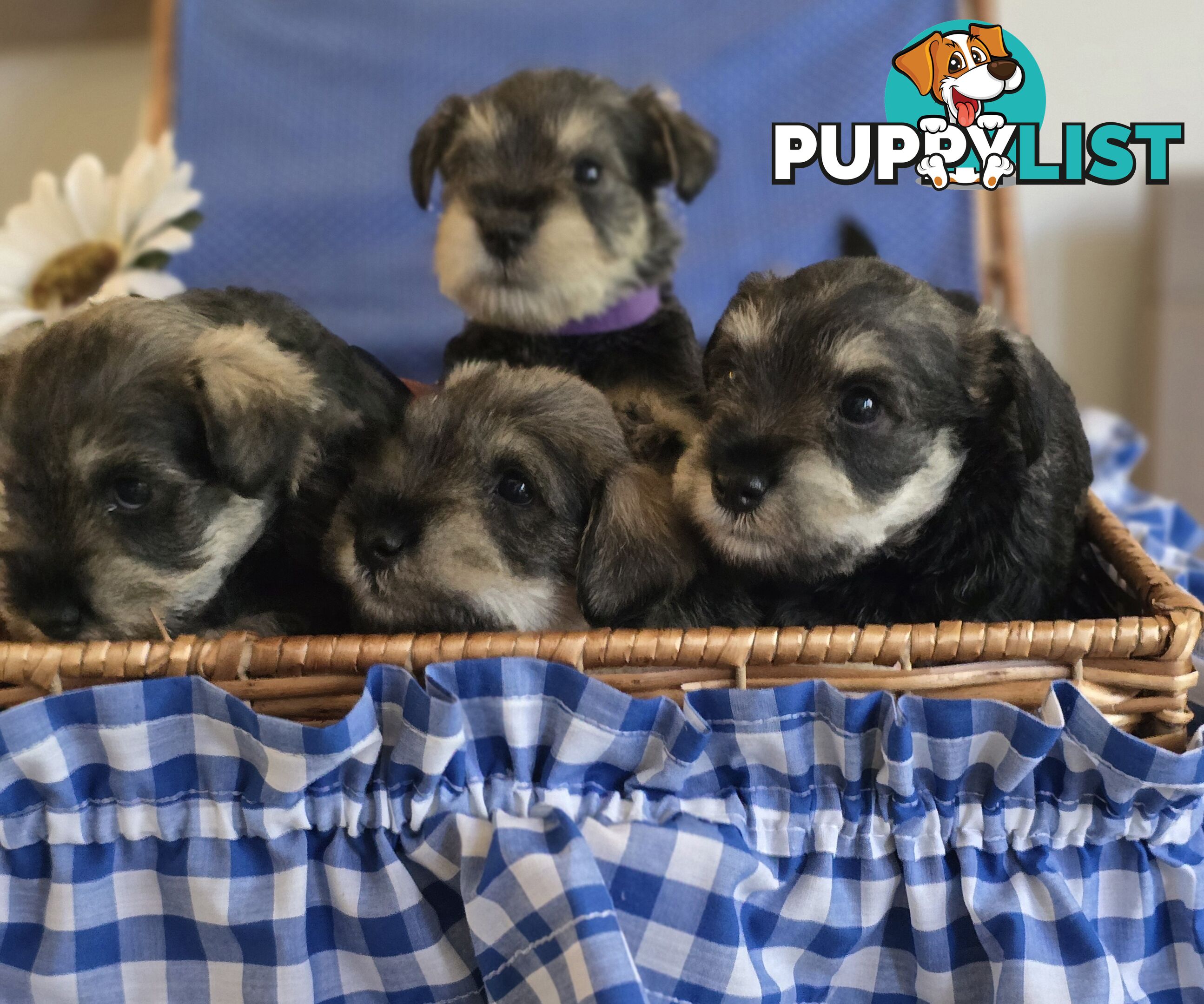 Miniature Schnauzer Puppies