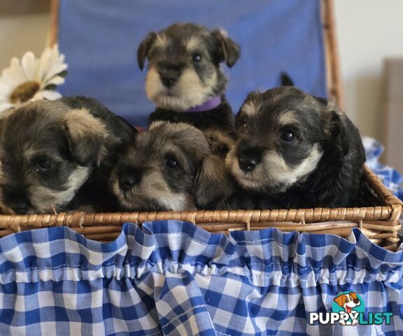 Miniature Schnauzer Puppies