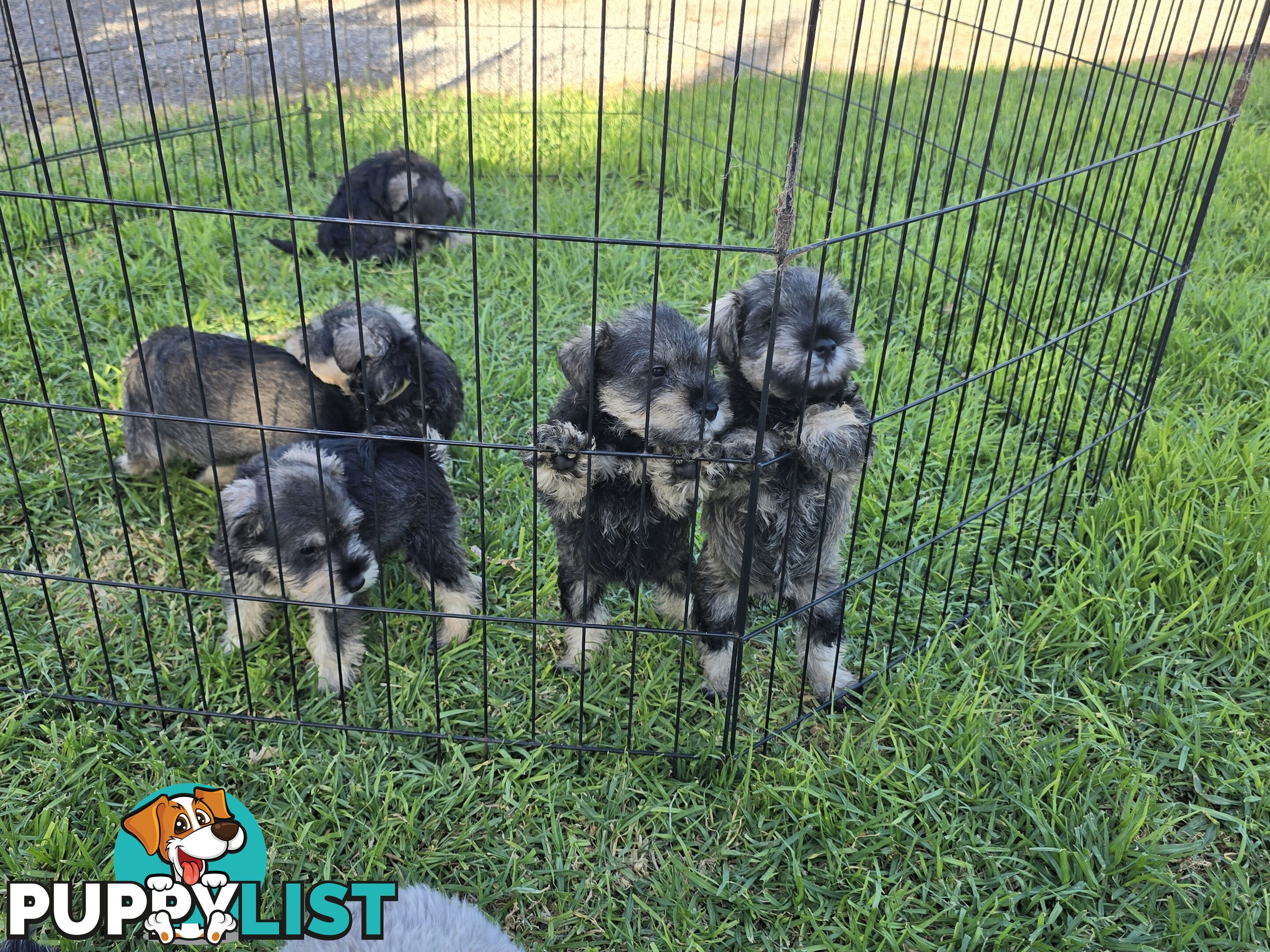 Miniature Schnauzer Puppies