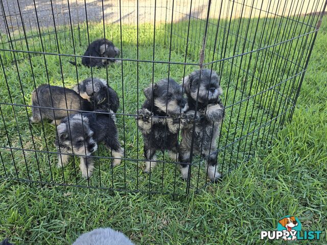 Miniature Schnauzer Puppies