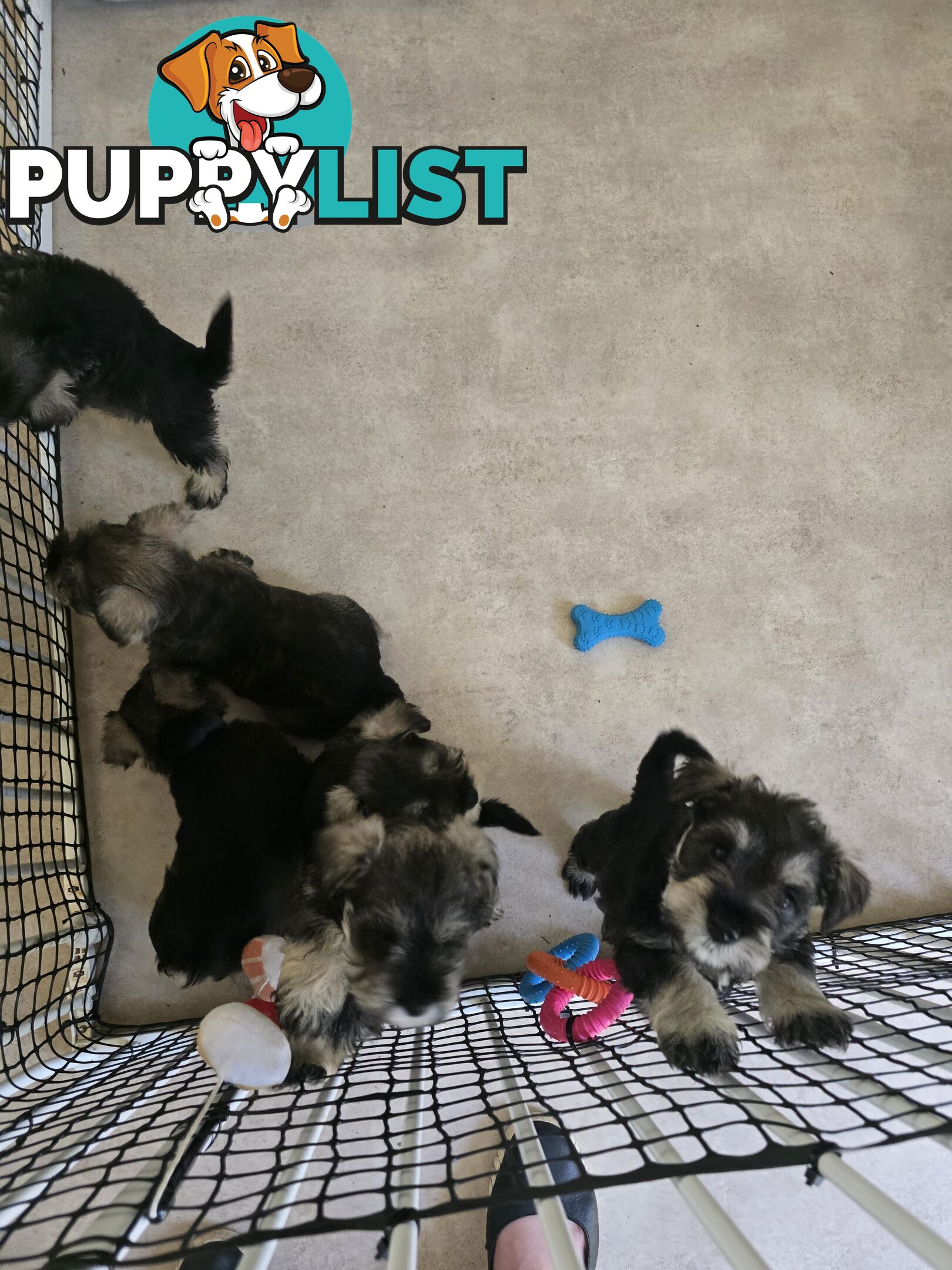 Miniature Schnauzer Puppies