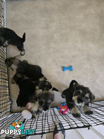 Miniature Schnauzer Puppies