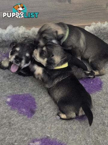 Miniature Schnauzer Puppies