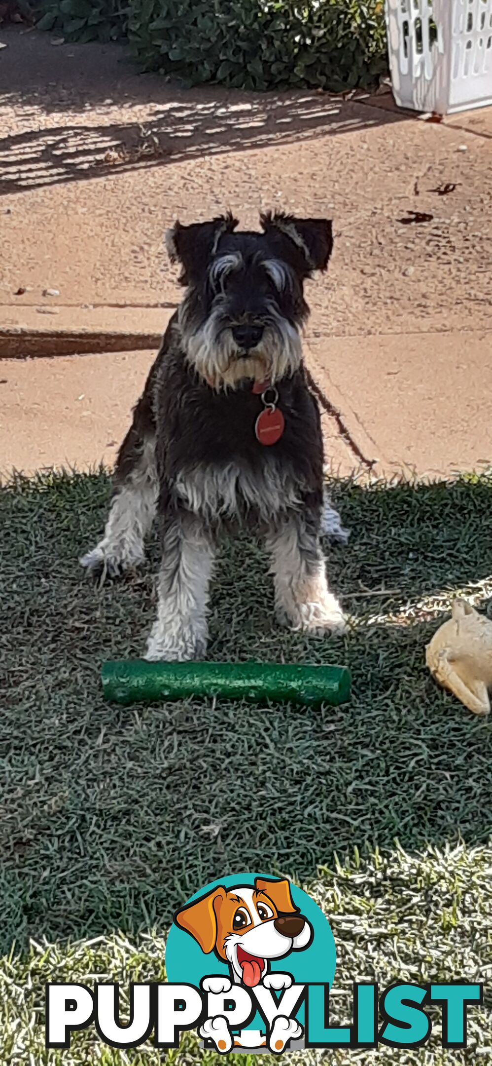 Miniature Schnauzer Puppies