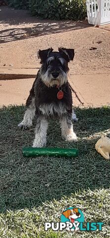 Miniature Schnauzer Puppies